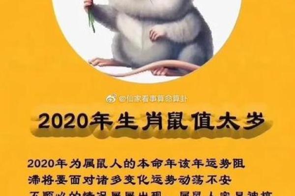 鼠年出生的人命运解析：探寻命理与性格的奥秘