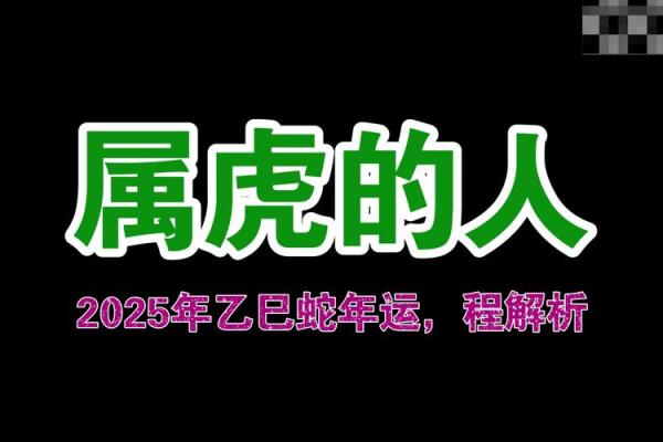 1977年虎的命运与性格探秘：走向成功的精彩人生