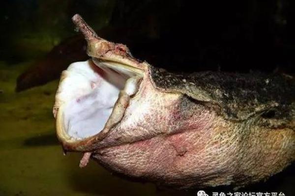 耳垂往后的人：揭秘命运与性格的神秘关联