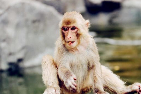 1980猴年生人与五行的配合：命理解读与人生启示
