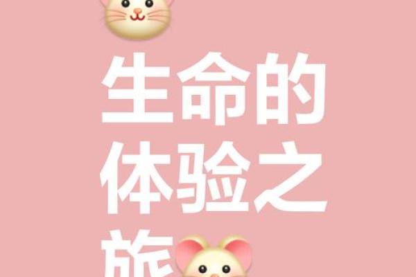 命没了还有什么享受吗？探寻生命的意义与乐趣