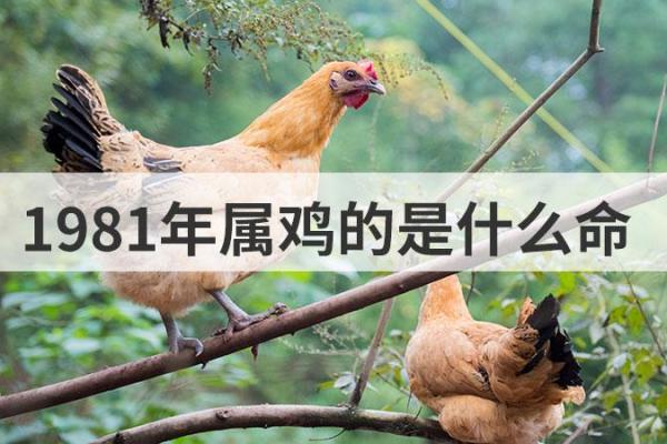1958年出生的鸡命：命理解析与生活启示
