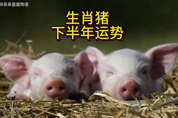深度解析：属猪人的命运与职业发展探秘