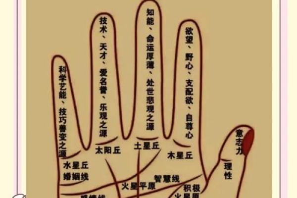 手相饱满的秘密：揭示命格背后的丰富人生轨迹