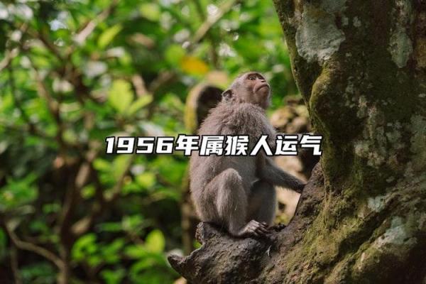 探索1982年正月29日出生者的命运与人生旅程