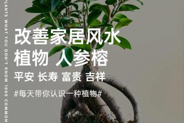 水命人适合什么颜色的窗户？探寻家居风水的奥秘