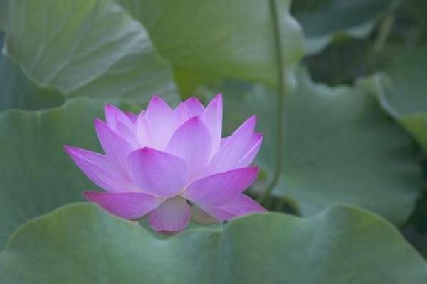 根据命理选择适合的花卉，轻松养活，带来好运！