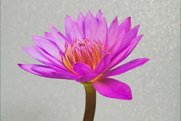 夫妻同时去世的命运解读：缘分、因果与迷思