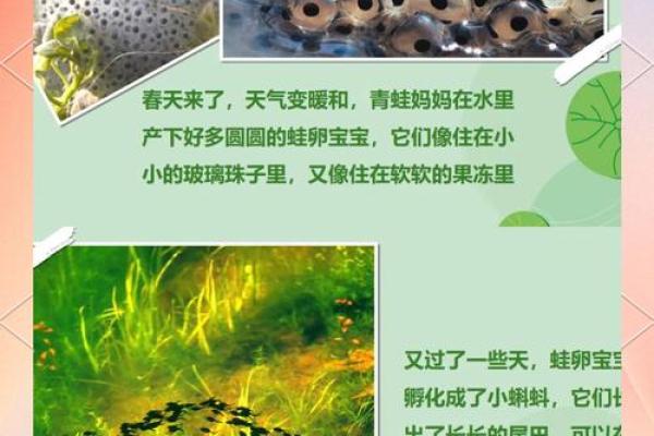 探秘青蛙短暂生命的原因与奥秘