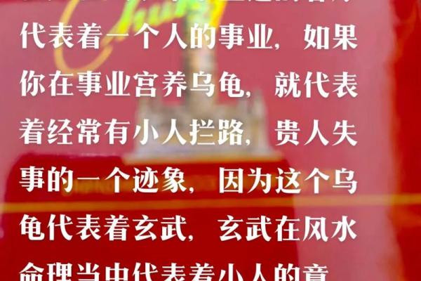 命理与养龟：哪些命的人不宜养龟？