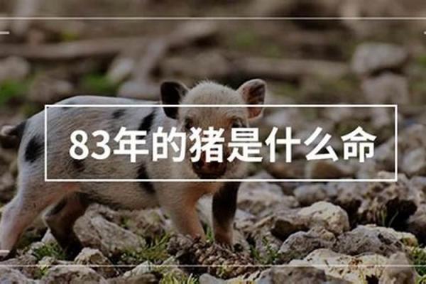 深入解析：1983年出生属什么命？生肖猪的命运揭秘！