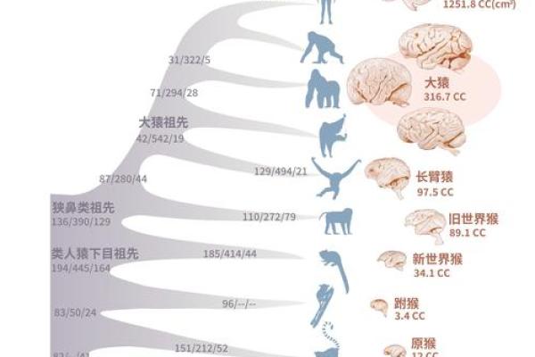 猴子为何命不长？揭秘猿类生存的隐秘因素