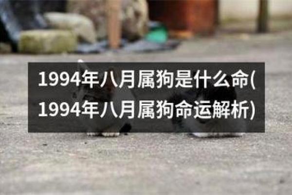 70年属狗男生的命运解析：幸福与挑战并存的人生旅程
