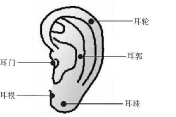 耳朵长毛的命理解析：暗示了什么样的命运特征？