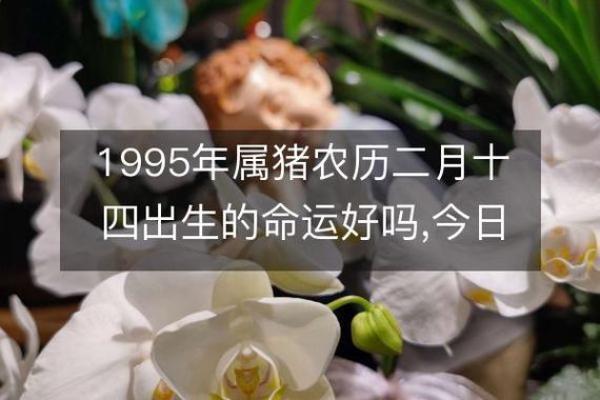 1995年属猪的命运与性格分析：揭开你的独特人生之路
