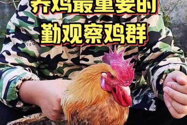 土鸡养殖：提高土鸡命运的关键技巧与注意事项