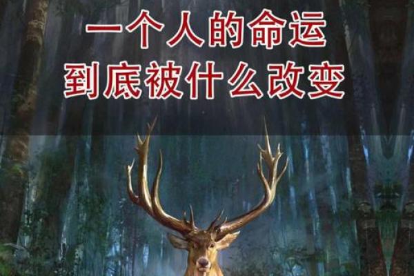 为什么有些人拥有同样的命运，而有些人却截然不同？探讨人生的多样性与选择