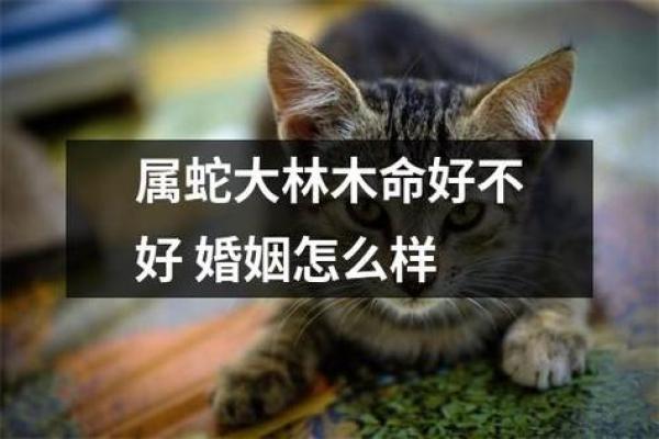 大林木命：探寻生命中的缺失与补充之道