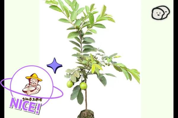 石榴：揭示命格中蕴含的吉祥与丰盛