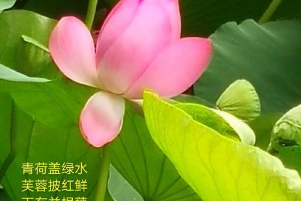 71年女晚年命运：岁月如歌，幸福如何掌握？