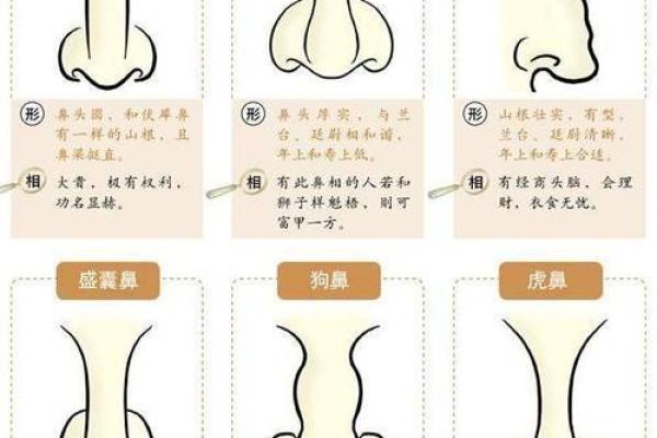 揭秘女性鼻形与命运的微妙关系，哪些鼻型更易获得幸运与成功？