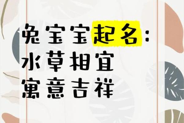 水兔年宝宝的命运解析：聪明灵活，前途无量！