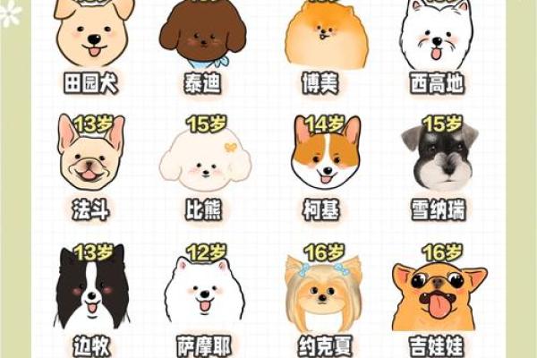 揭秘2018年出生小狗的命运与性格特点！如何正确养护！