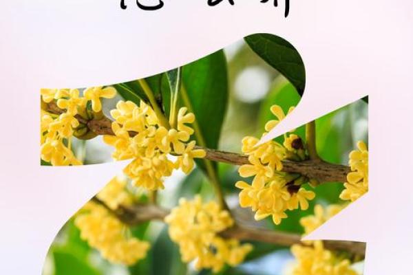 揭秘桂花命：运势特征与生活禁忌必知！