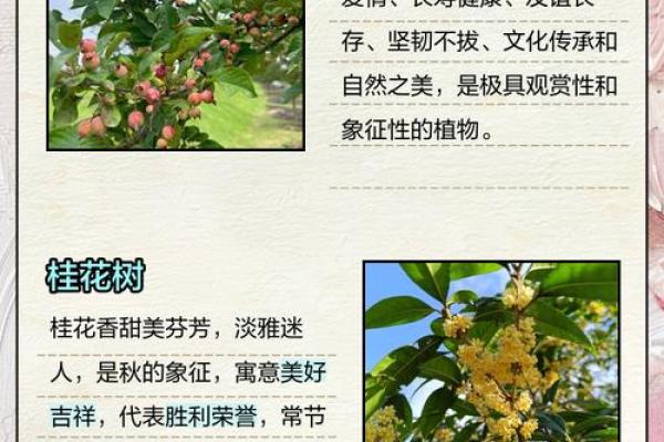 揭秘桂花命：运势特征与生活禁忌必知！