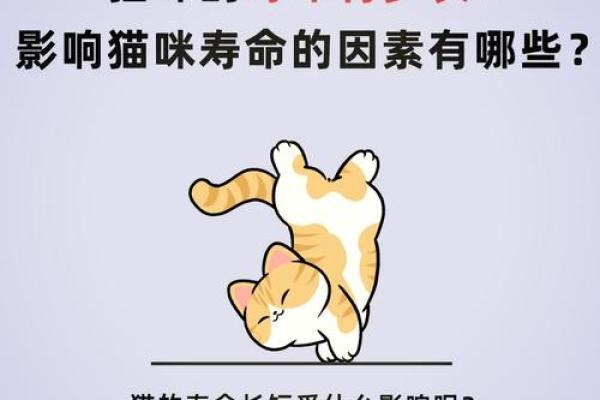 测一下九条命是什么命，揭秘猫咪与命运的神秘关联