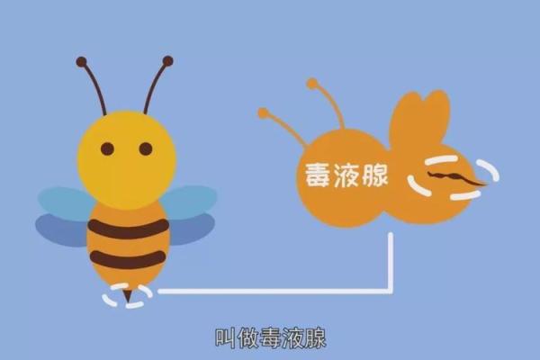 蜜蜂的危机：为何它们能给人类带来致命威胁？