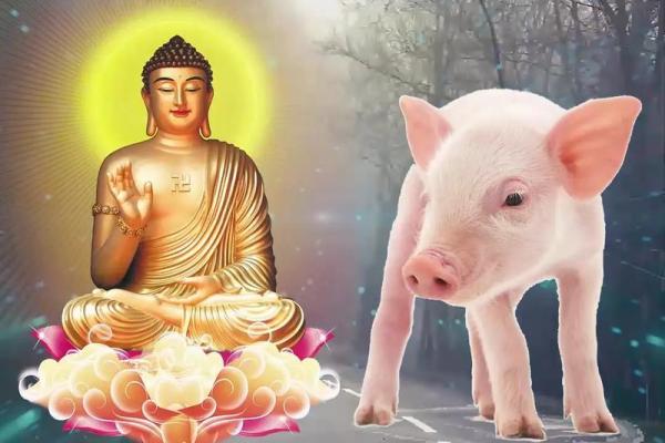 属猪1995年的人命运分析：摇滚人生，喜乐无忧！