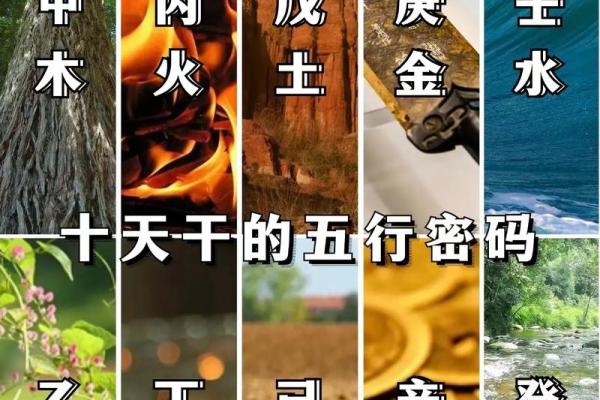 1981年鸡命揭秘：五行八字带你了解自己的命运轨迹