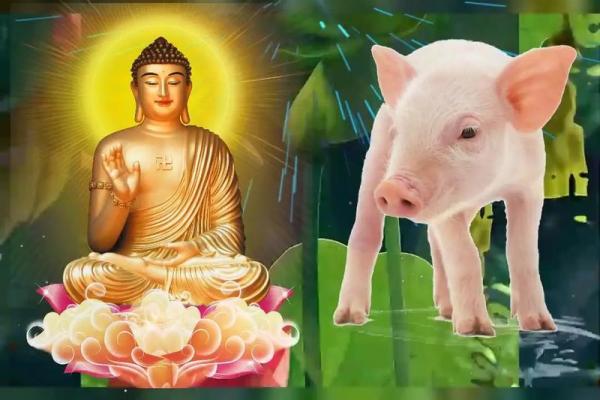 1995年属猪：如何在生命中找到属于自己的幸运与平衡