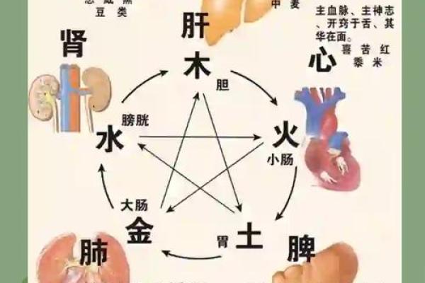 土木火命：五行中的相生相克与命运交织的奥秘