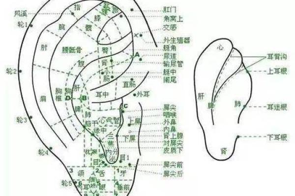耳朵尖的人命运解析：了解耳垂与女性命格的神秘联系