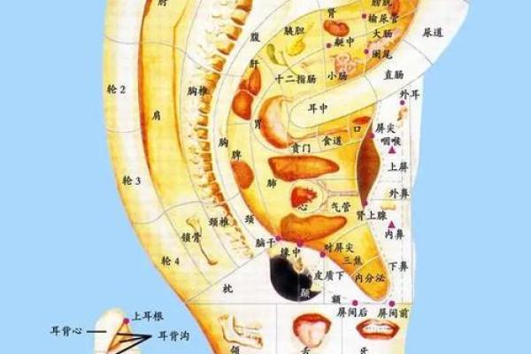 耳朵尖的人命运解析：了解耳垂与女性命格的神秘联系