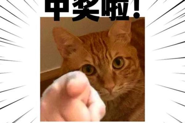 爱抓娃娃的人命运解析：你是幸运儿还是追梦者？