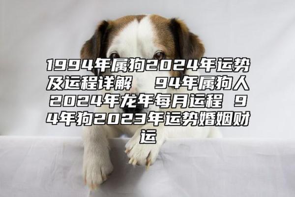 94年属什么？深入解析94年出生的命理特征与人生轨迹
