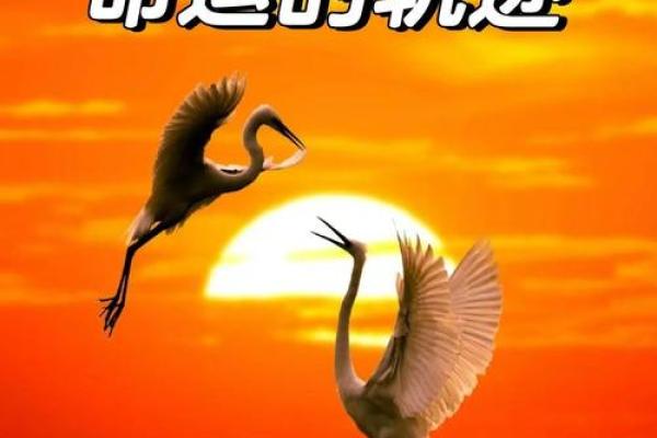 命运的轨迹：解读生命中的机缘与挑战