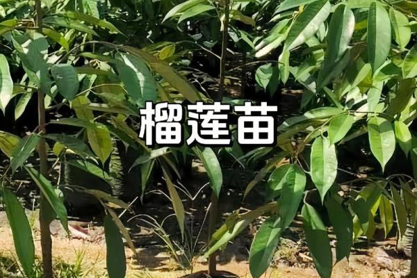 金命之人适合种植的果树推荐与养护技巧
