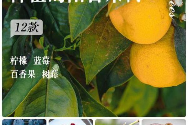 金命之人适合种植的果树推荐与养护技巧