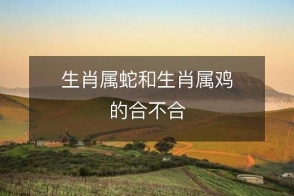 鸡老公的老婆是什么命？解析生肖与命理的奇妙关系
