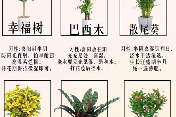 养花养鱼的人是什么命？揭示花与鱼的命理秘密！