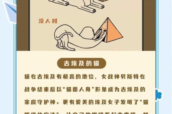 猫咪为何有“九条命”？探索小猫神秘传说的背后故事