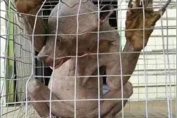 水猴命与剑锋金命的深奥关系解析
