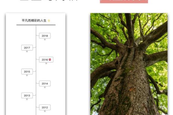 1965年出生的男人命运解析：揭示人生的秘密与机遇