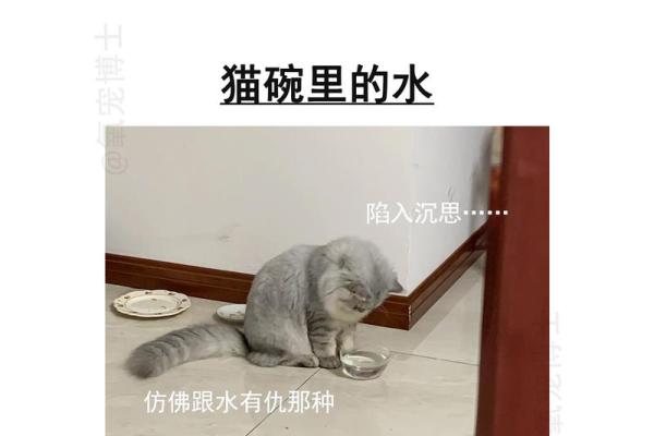 不喜欢猫的人，命运其实也有它的精彩与苦涩