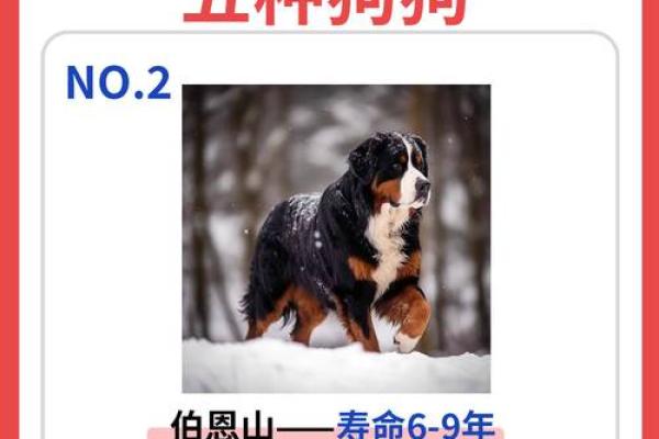 1983年属狗命理解析：坚韧与忠诚的生活之旅