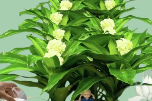 水命人可以养的植物推荐：让生活充满生机与灵气